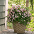 Deutzia × ‘Yuki Cherry Blossom®’ - Gradina Noastra