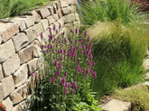 Stachys monieri "Hummelo" - Gradina Noastra