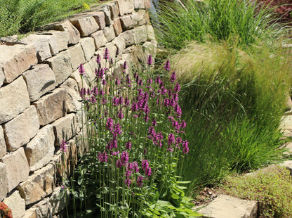 Stachys monieri "Hummelo" - Gradina Noastra