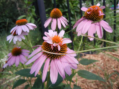 Echinacea purpurea "Double Decker"