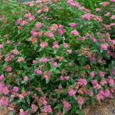 Spiraea japonica &