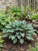 Crin de toamna "Red Cadet" / Hosta "Red Cadet" - Gradina Noastra