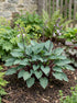 Crin de toamna "Red Cadet" / Hosta "Red Cadet" - Gradina Noastra