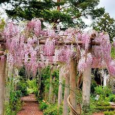 Glicina chinezească "Rosea" 2.00 m / Wisteria chinensis "Rosea"/ by gradina-noastra