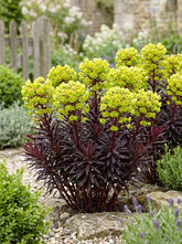 Euphorbia × martinii "Miner’s Merlot" - Gradina Noastra
