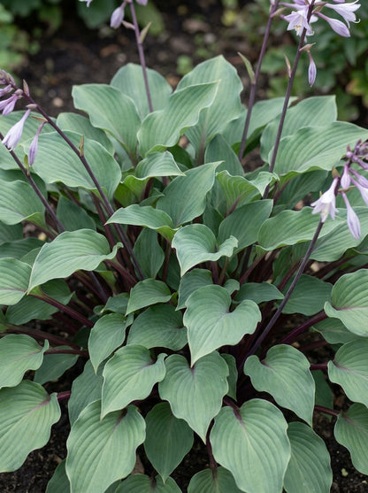 Crin de toamna "Red Cadet" / Hosta "Red Cadet" - Gradina Noastra