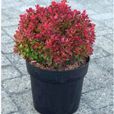 Dracila "Ruby Star" / Berberis thunbergii "Ruby Star" / - Gradina Noastra
