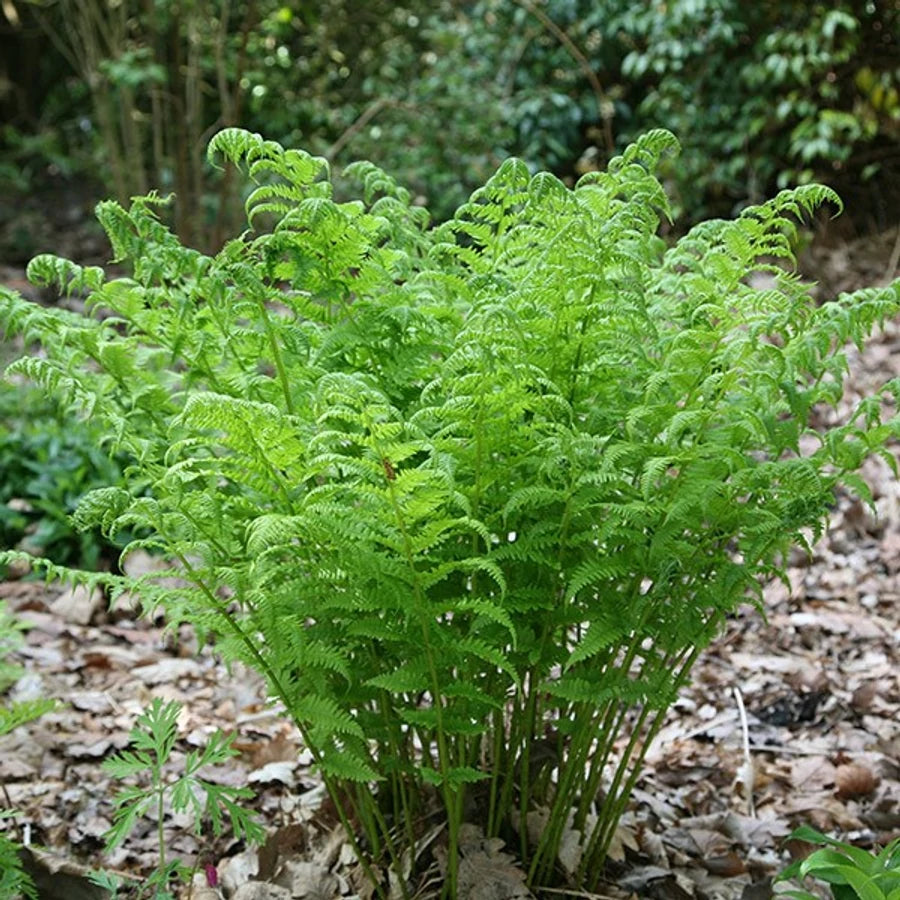 Dryopteris affinis "Crispa"