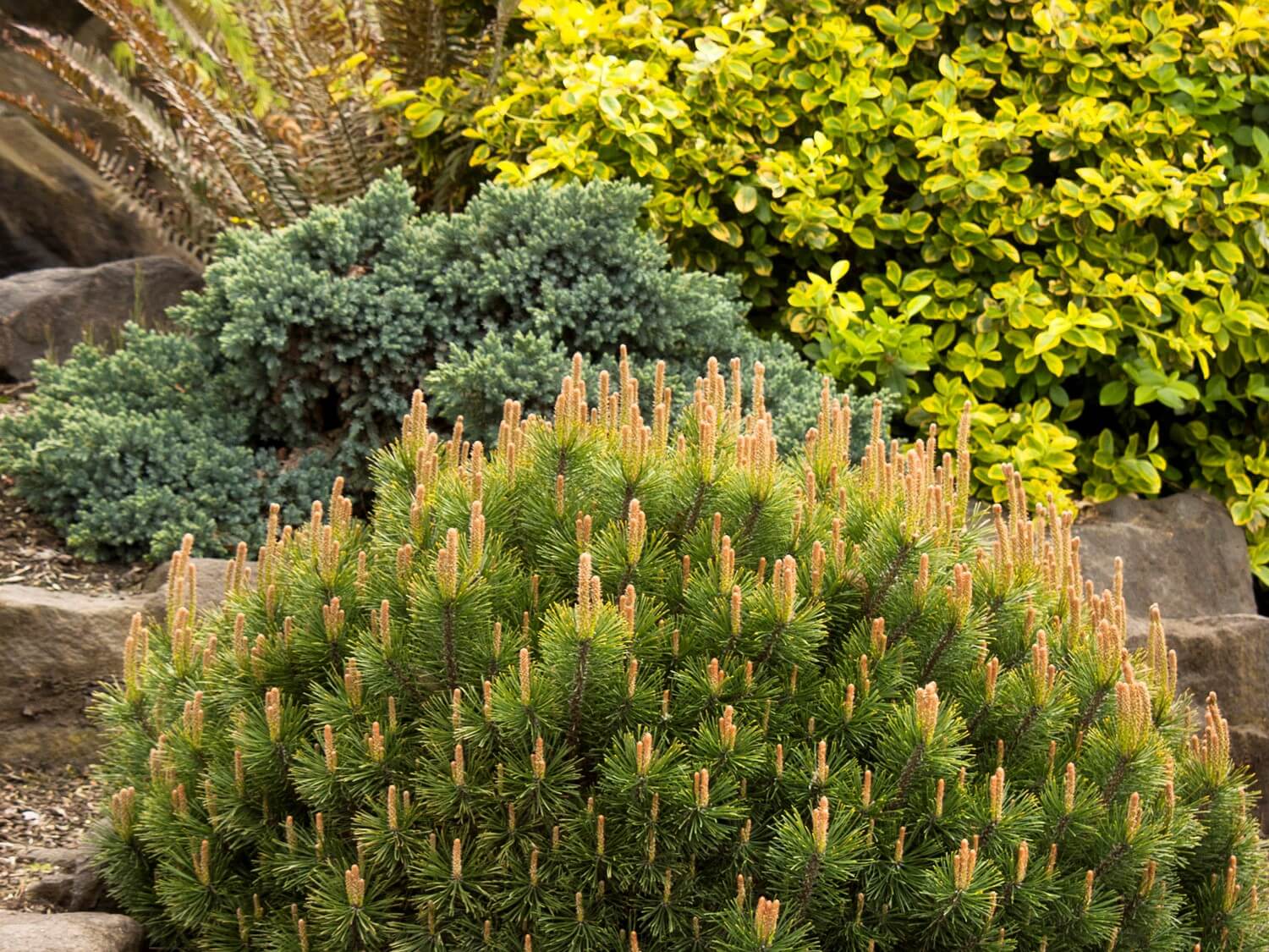 Pin Pitic Pumilio  /"Pinus Mugo Pumilio"/