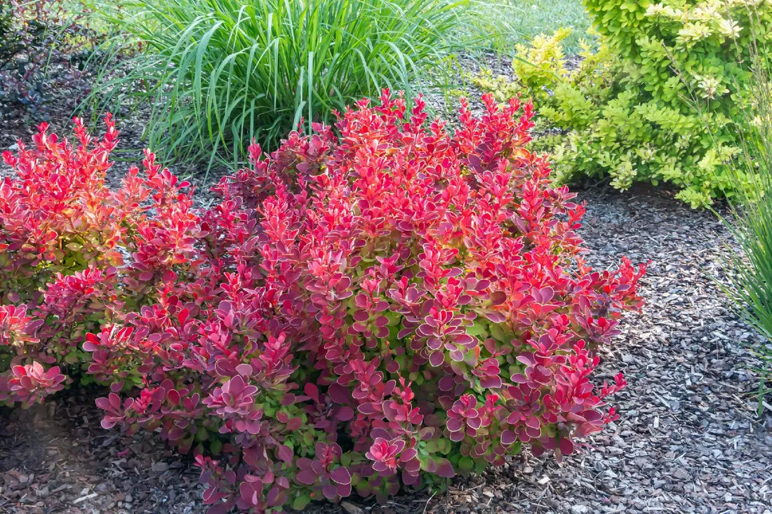 Dracila "Ruby Star" / Berberis thunbergii "Ruby Star" / - Gradina Noastra
