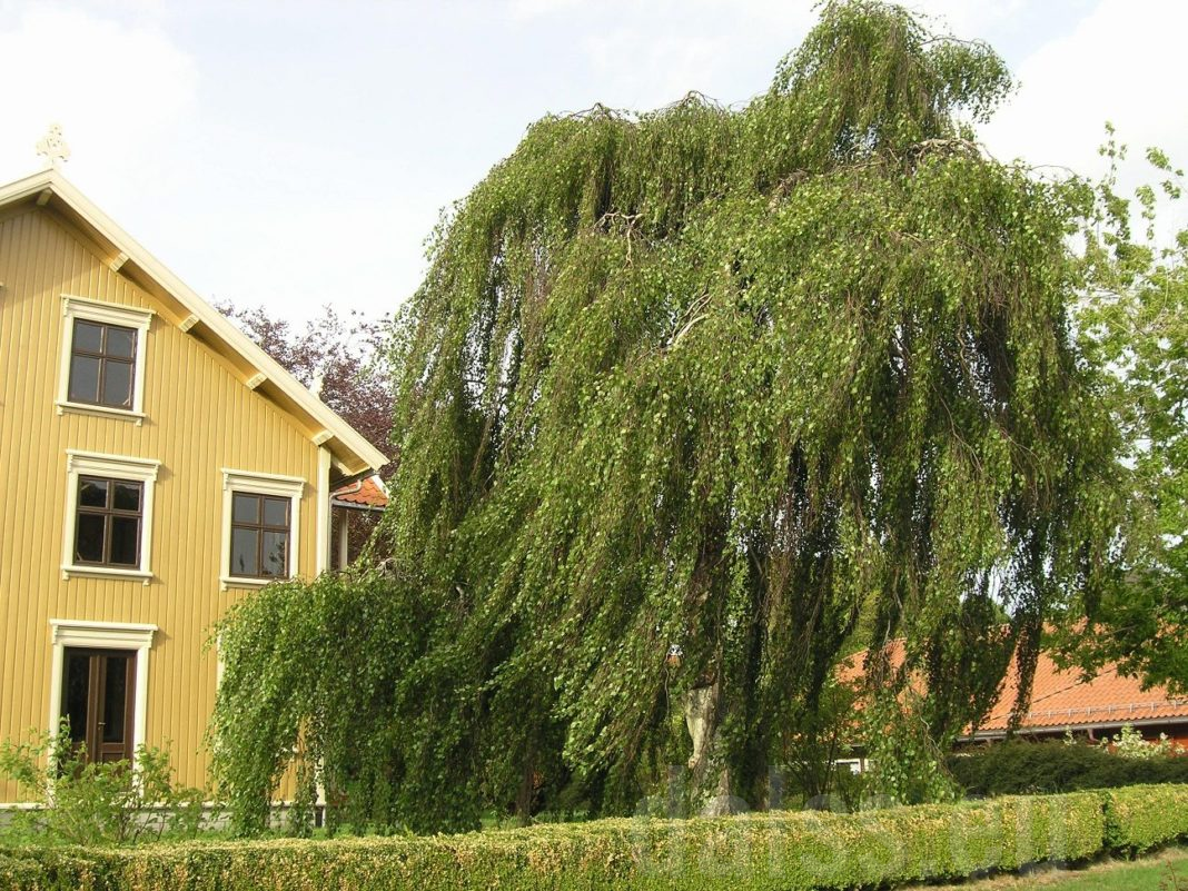 Mesteacan curgator &