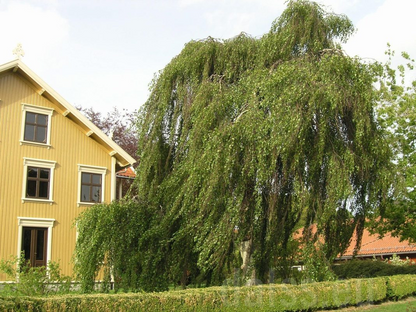 Mesteacan curgator &