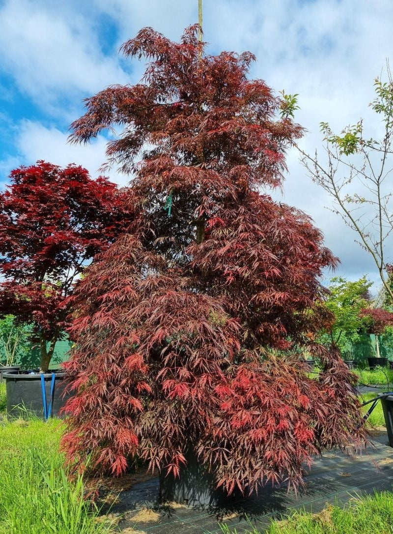 Artar japonez "Tamukeyama" / Acer palmatum dissectum "Tamukeyama"/ by gradina-noastra