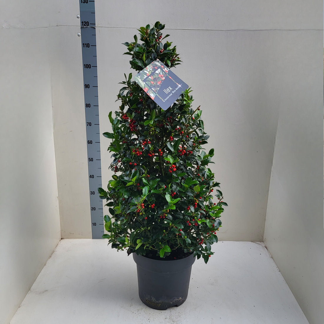 Ilex &quot;Blue Maid&quot; con 1.00 - 1.20 m / Ilex meserveae &quot;Blue Maid&quot; /