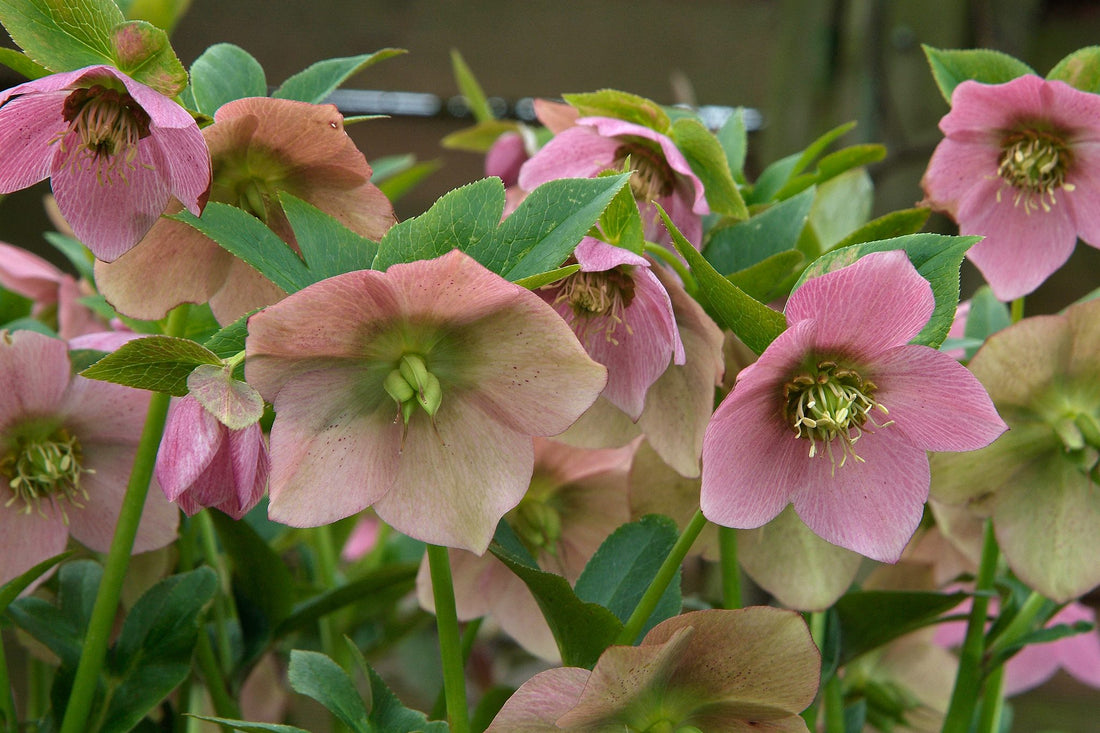 Helleborus orientalis by Gradina Noastra