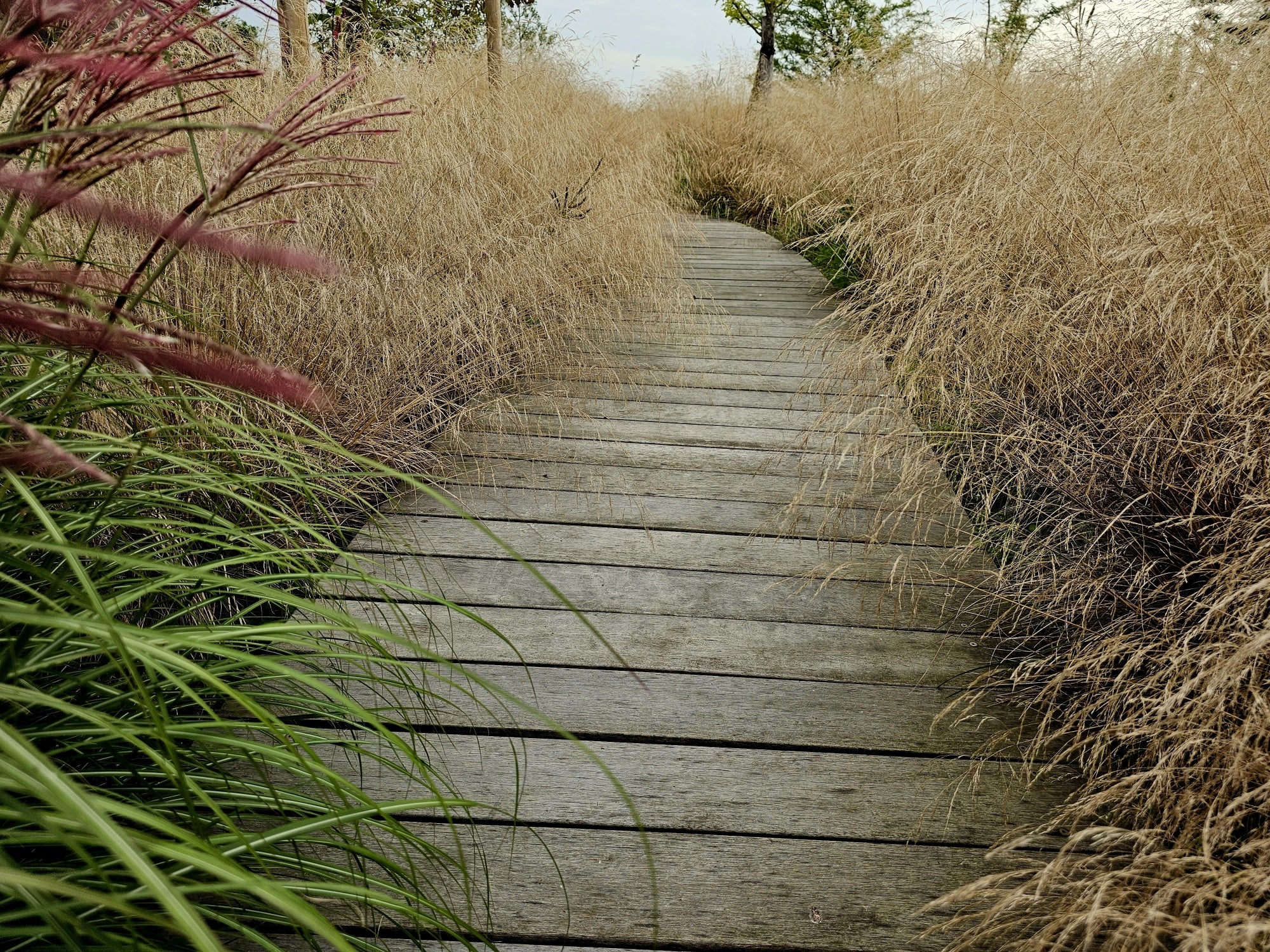 Deschampsia cespitosa "Goldtau"