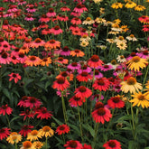 Echinacea purp. "Cheyenne Spirit" - Gradina Noastra