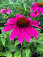 Echinacea purpurea "Powwow Wild Berry" - Gradina Noastra