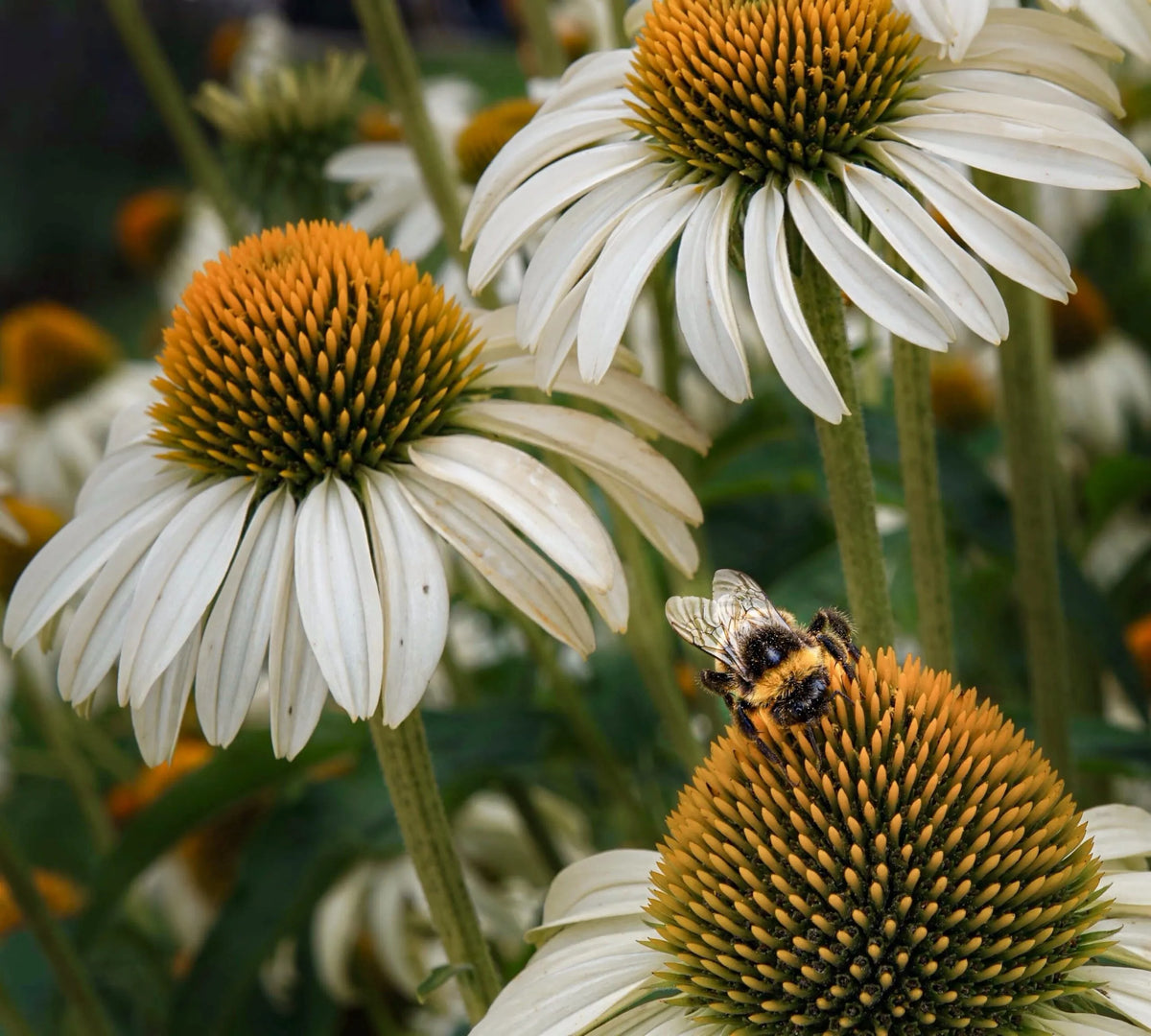 Echinacea purpurea "White Swan"