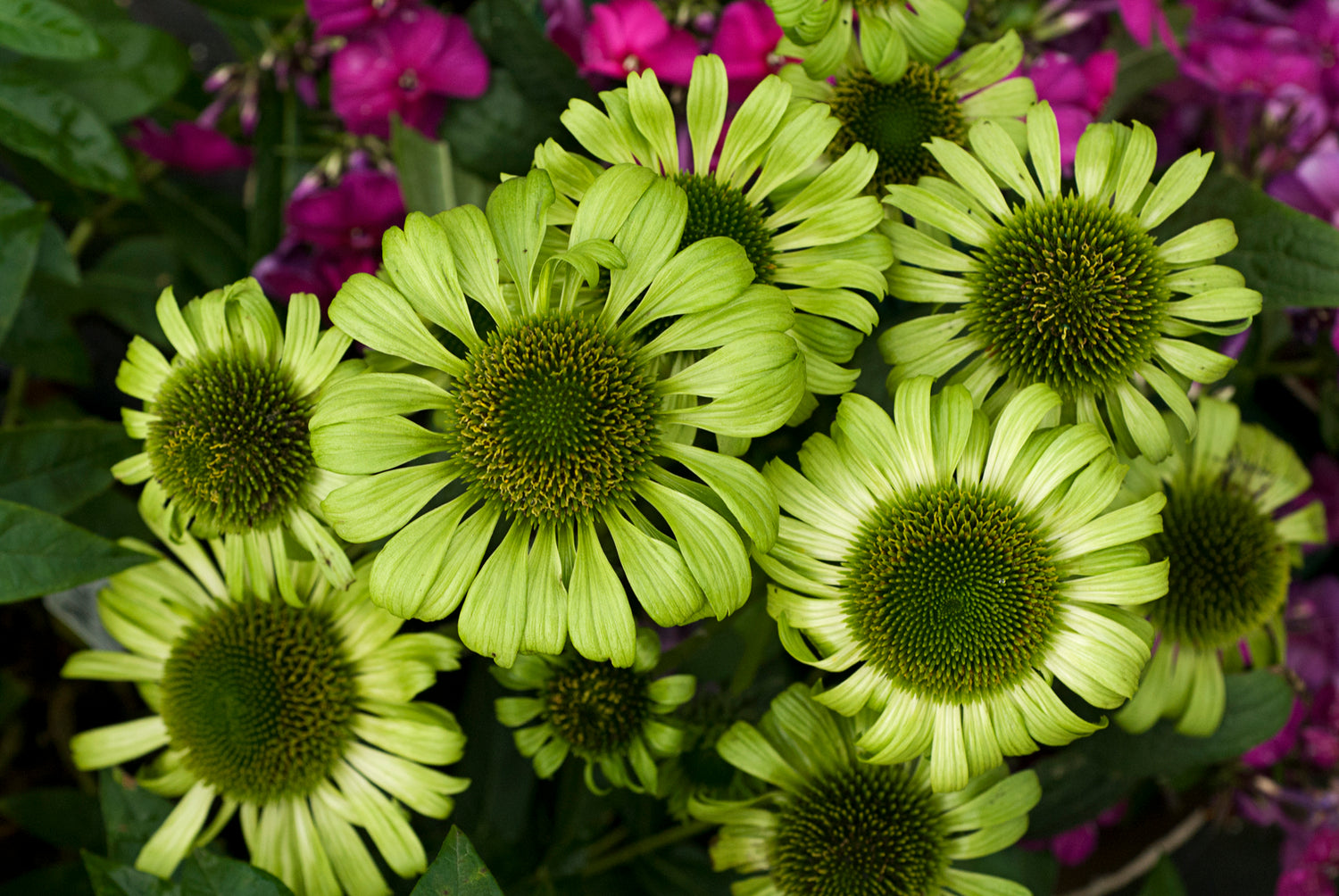 Echinacea purpurea &