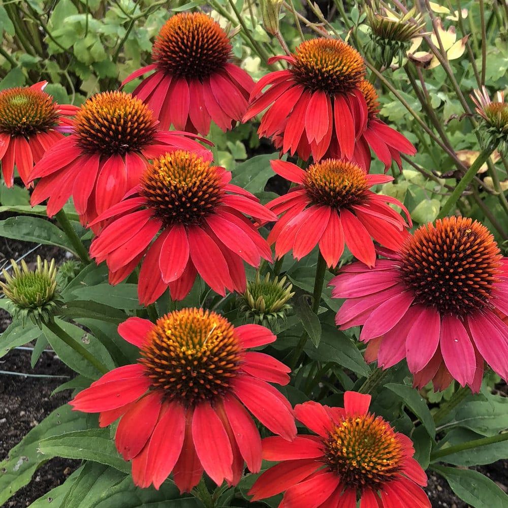 Echinacea purpurea &