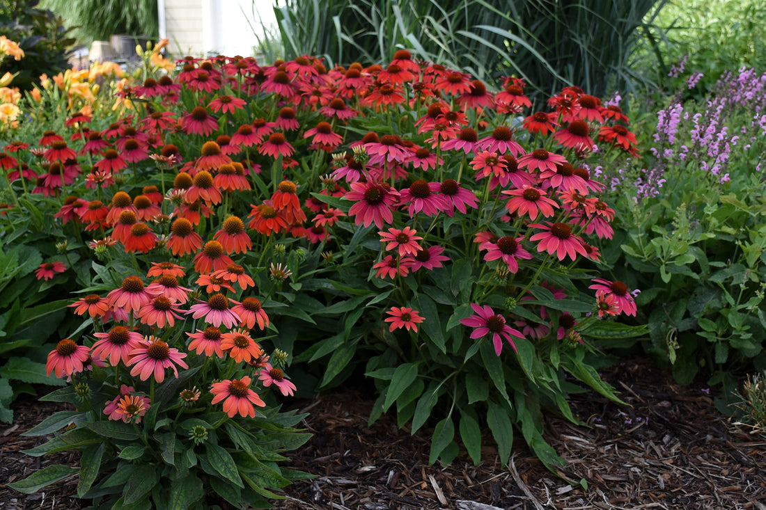 Echinacea purpurea &