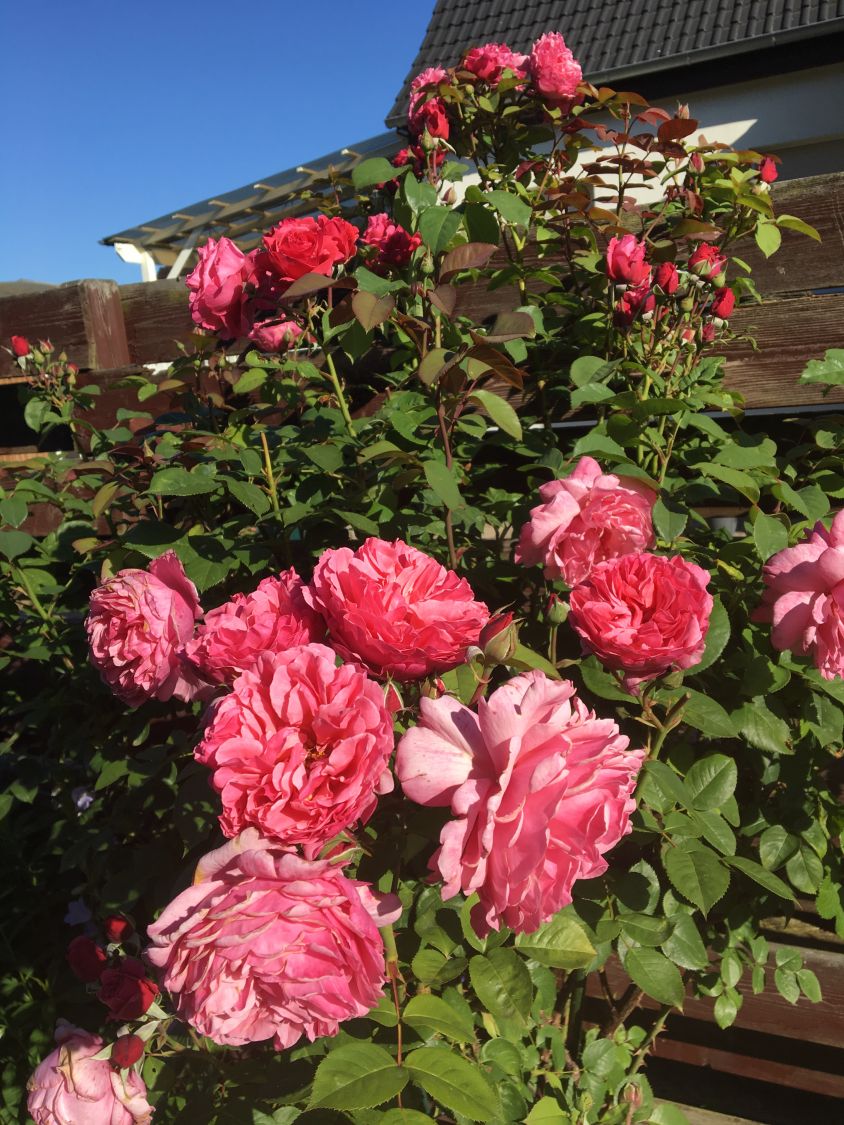 Trandafir teahibrid "Elbflorenz" – / Rosa HT "Elbflorenz"/