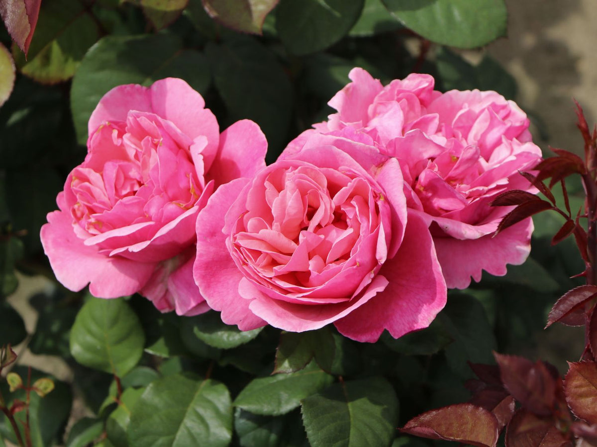 Trandafir teahibrid "Elbflorenz" – / Rosa HT "Elbflorenz"/
