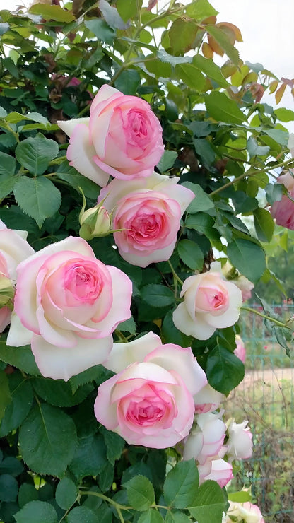 Trandafir floribunda "Eden Rose"/ Rosa floribunda "Eden Rose"/
