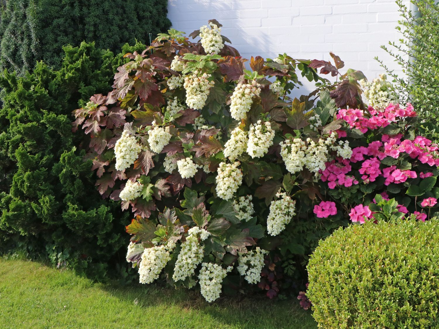 Hortensia cu frunza de stejar "Snowflake"/ Hydrangea quercifolia "Snowflake"/ - Gradina Noastra