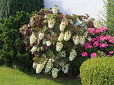 Hortensia cu frunza de stejar "Snowflake"/ Hydrangea quercifolia "Snowflake"/ - Gradina Noastra