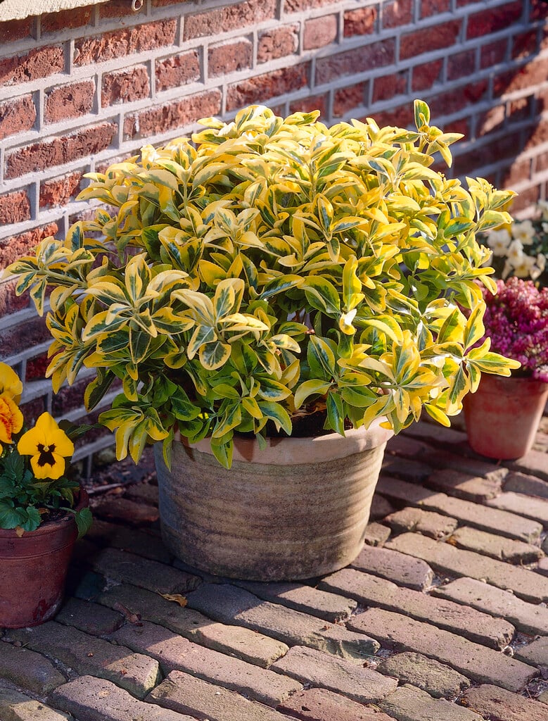 Salba japoneza " Elegant Aureus " tufa / Euonymus jap. "Elegant Aureus"/