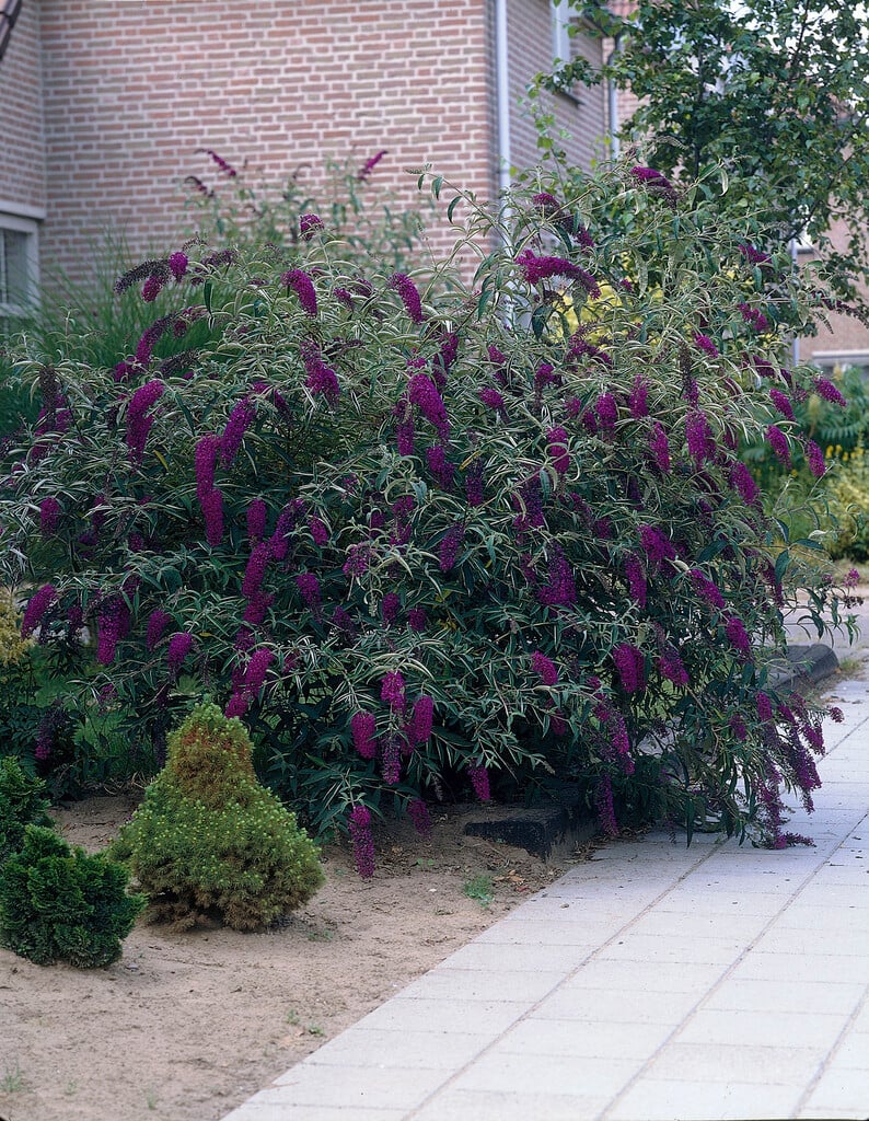 Liliac de vara "Black Knight" / Buddleja davidii "Black Knight"/ - Gradina Noastra