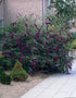 Liliac de vara "Black Knight" / Buddleja davidii "Black Knight"/ - Gradina Noastra