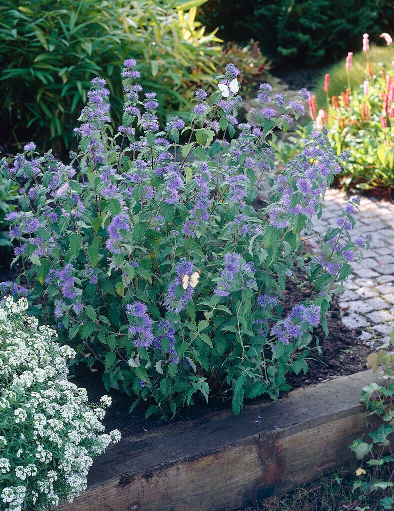 Caryopteris  ”Heavently Bleu ” 0.30 - 0.50 m / Caryopteris x clandonensis ” Heavently Bleu ” / - Gradina Noastra