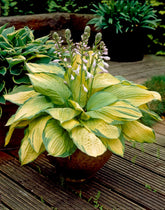 Crin de toamna "Gold Standard" / Hosta "Gold Standard" - Gradina Noastra