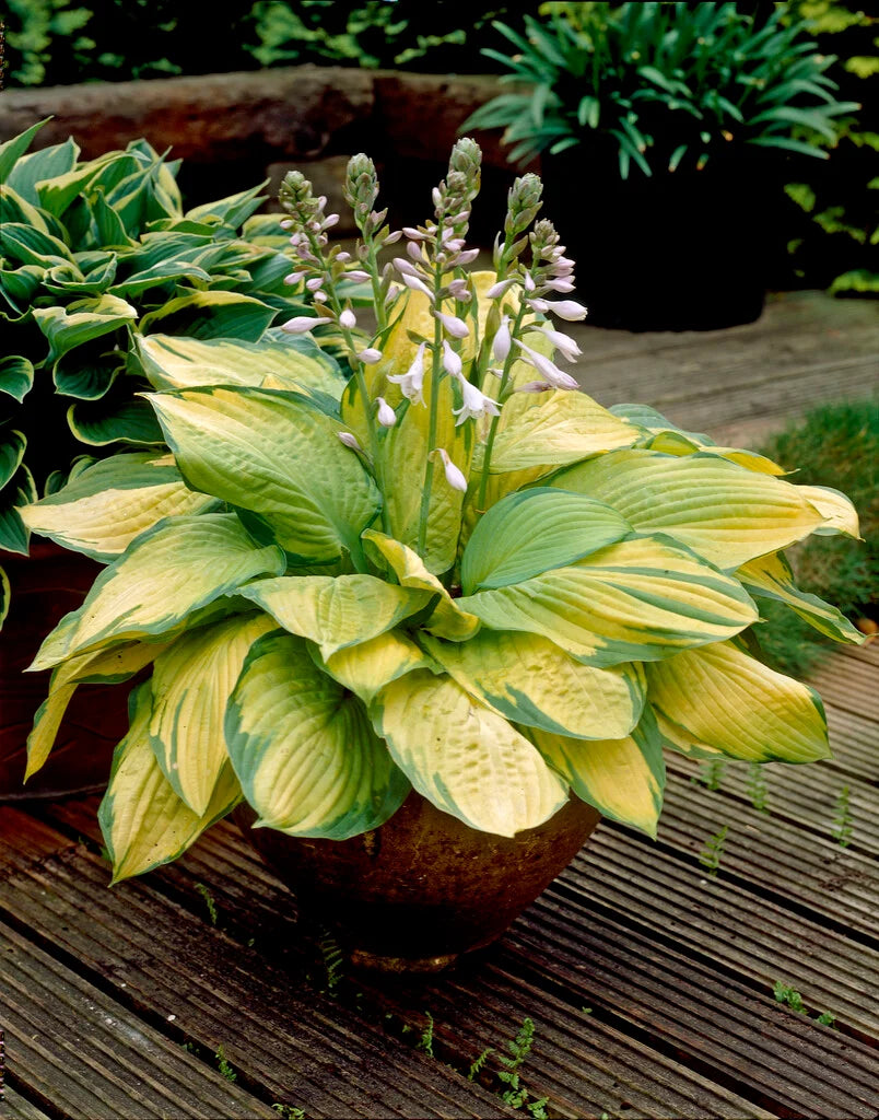 Crin de toamna "Gold Standard" / Hosta "Gold Standard" - Gradina Noastra