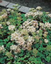 Iarba grasa / Sedum album / - Gradina Noastra