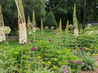 Eremurus mix 0.30 - 0.40 m