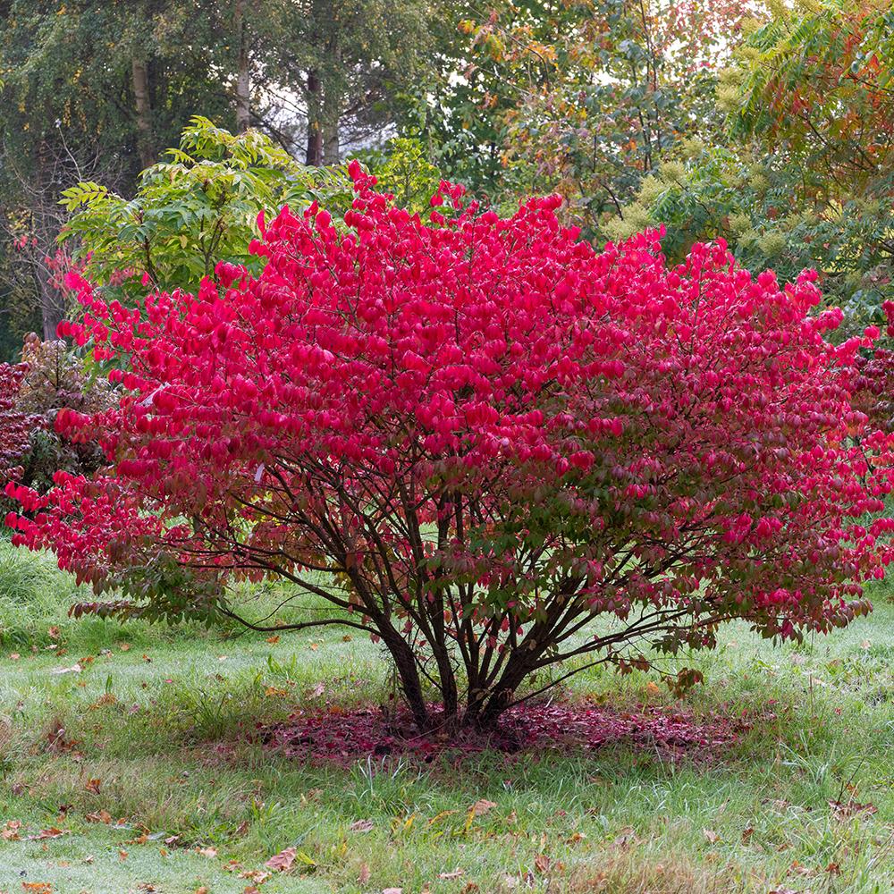 Euonymus alatus multitulpinal / Euonymus alatus  / - Gradina Noastra