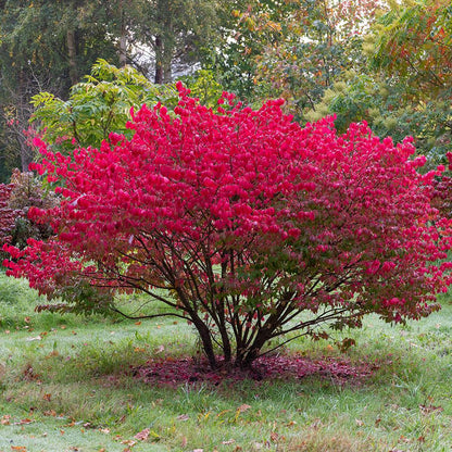 Euonymus alatus multitulpinal / Euonymus alatus  / - Gradina Noastra