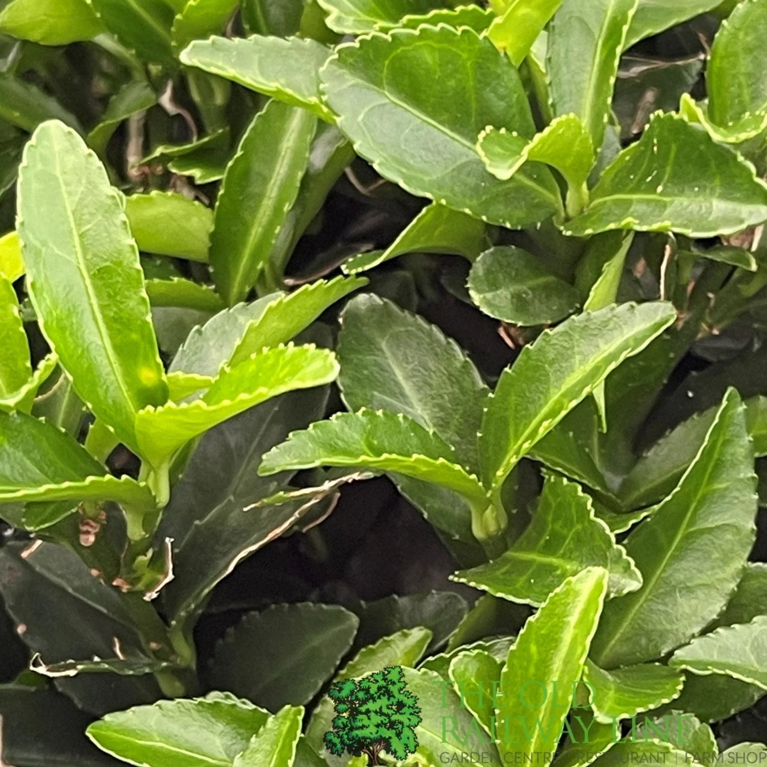 Salba japoneza "Green Spire"minge / Euonymus japonicus "Green Spire"/