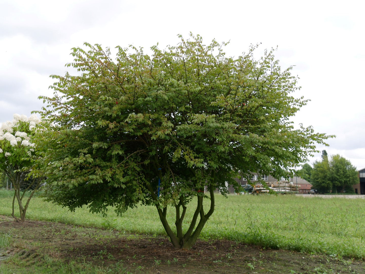 Euonymus alatus multitulpinal / Euonymus alatus  / - Gradina Noastra