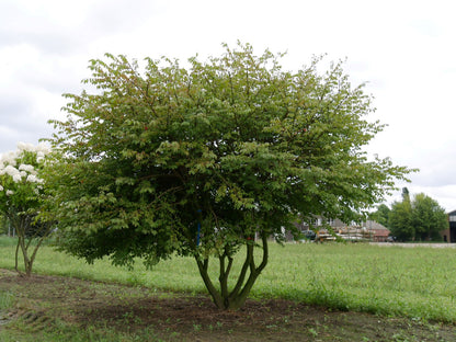Euonymus alatus multitulpinal / Euonymus alatus  / - Gradina Noastra