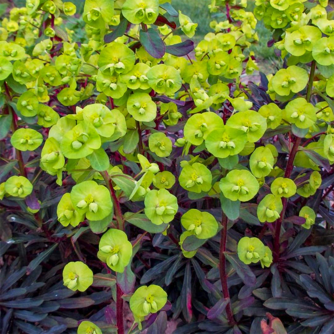 Euphorbia amygdaloides &quot;Purpurea&quot;