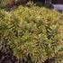 Euphorbia "Ascot Rainbow" by Gradina Noastra