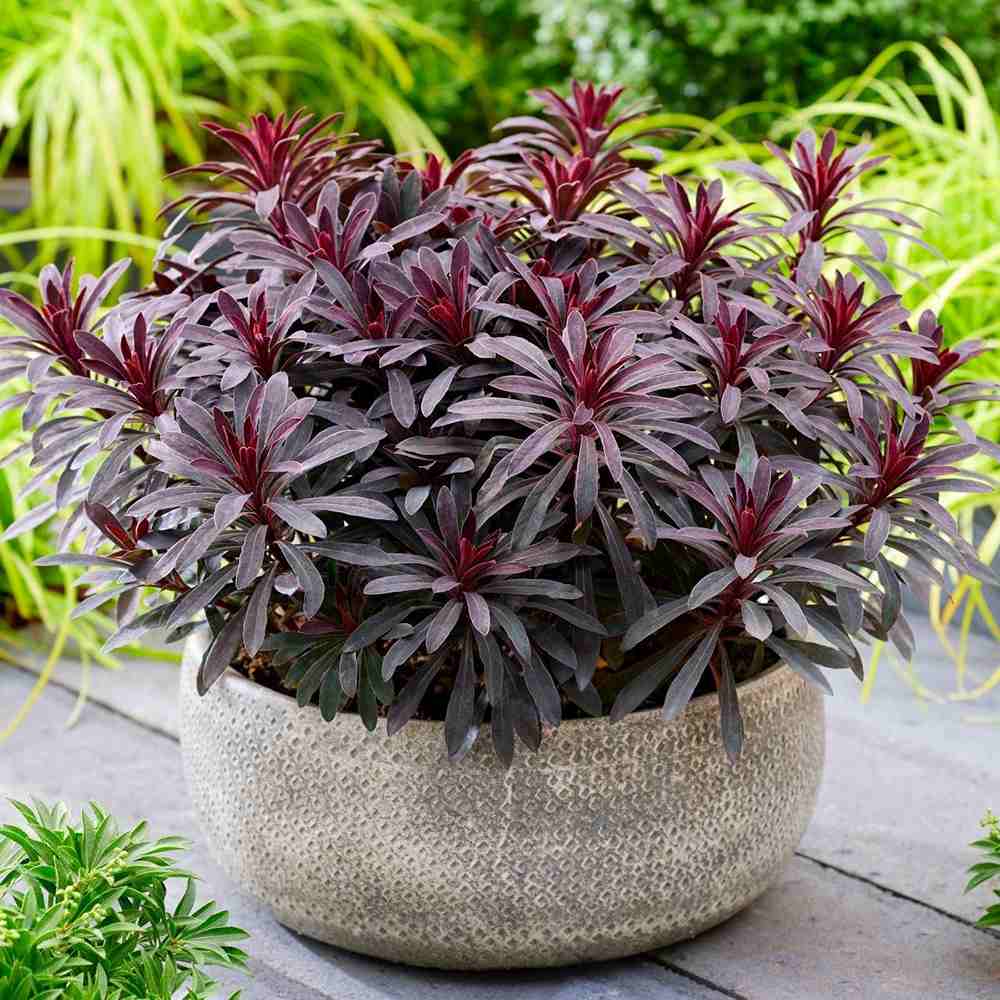 Euphorbia × martinii "Miner’s Merlot" - Gradina Noastra