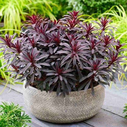 Euphorbia × martinii "Miner’s Merlot" - Gradina Noastra