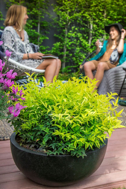 Bambus sfant " Magical " / Nandina domestica "Magical"/