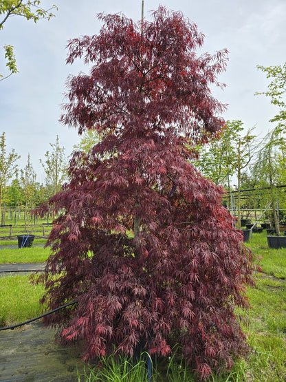 Artar japonez "Tamukeyama" arbore / Acer palmatum dissectum "Tamukeyama"/
